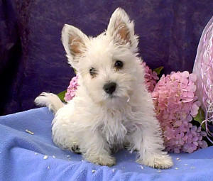 West Highland White Terrier - Westie